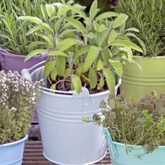 growing herbs in patio containers