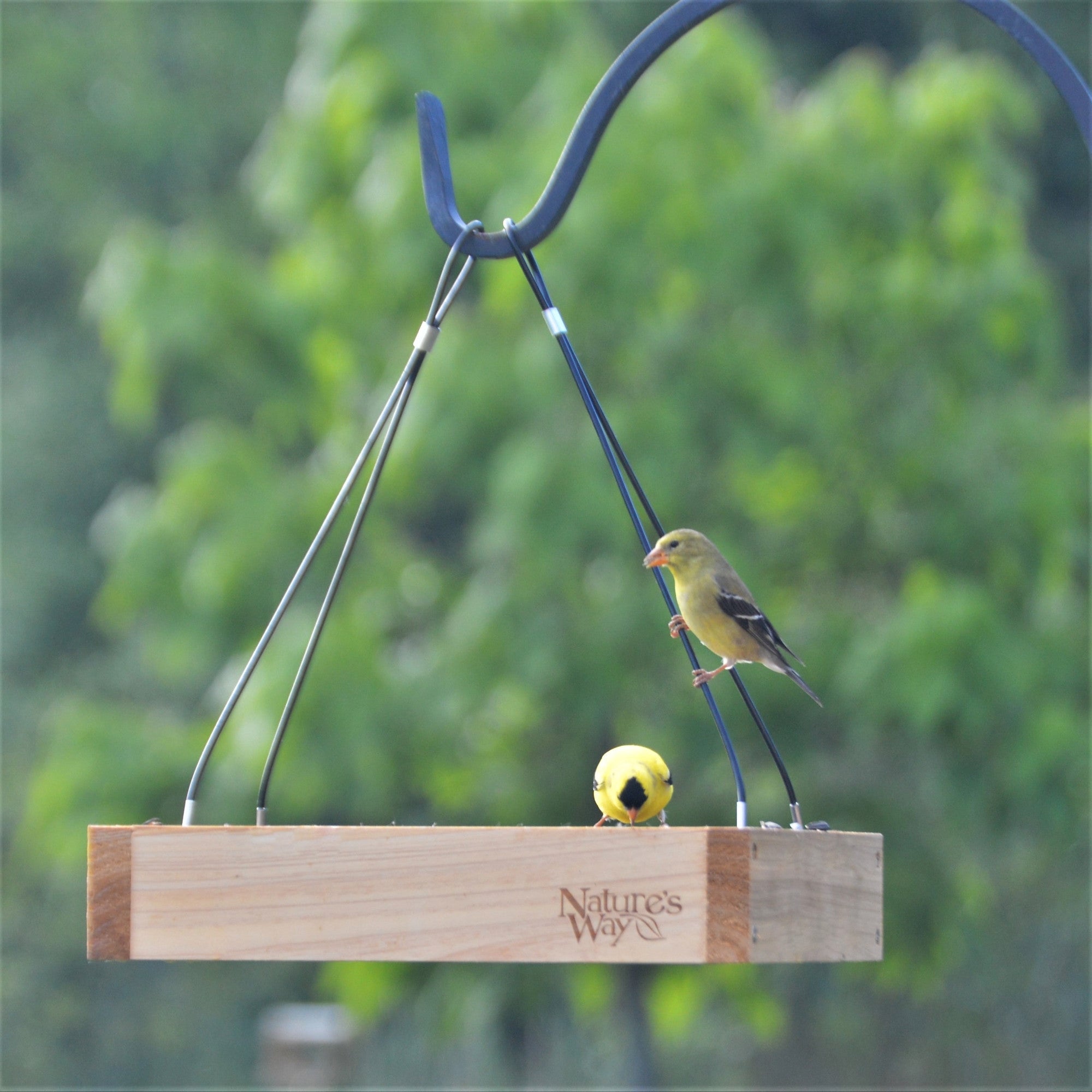 nature's way cedar bird feeder