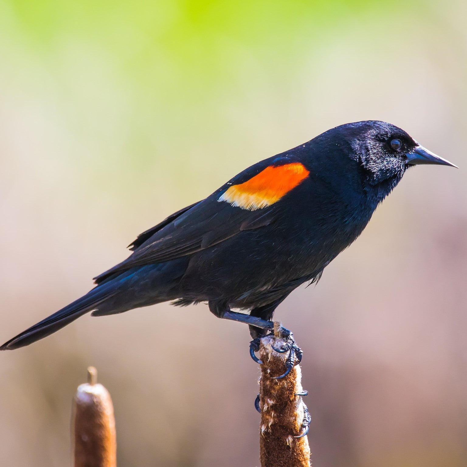 How to Attract Red-winged Blackbirds to Your Feeder