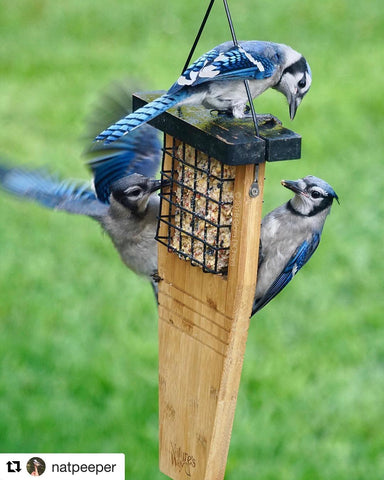 Bird Feature Blue Jays Natureswaybirds Com