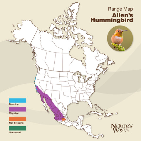 allen's hummingbird range map