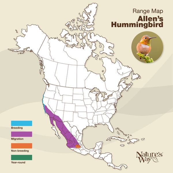 allen's hummingbird range map