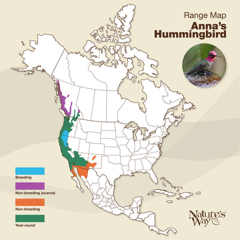 anna's hummingbird range map
