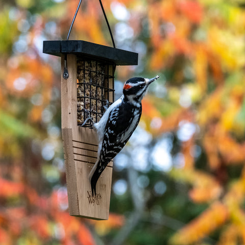 male hairy woodpecker on bamboo tail-prop feeder