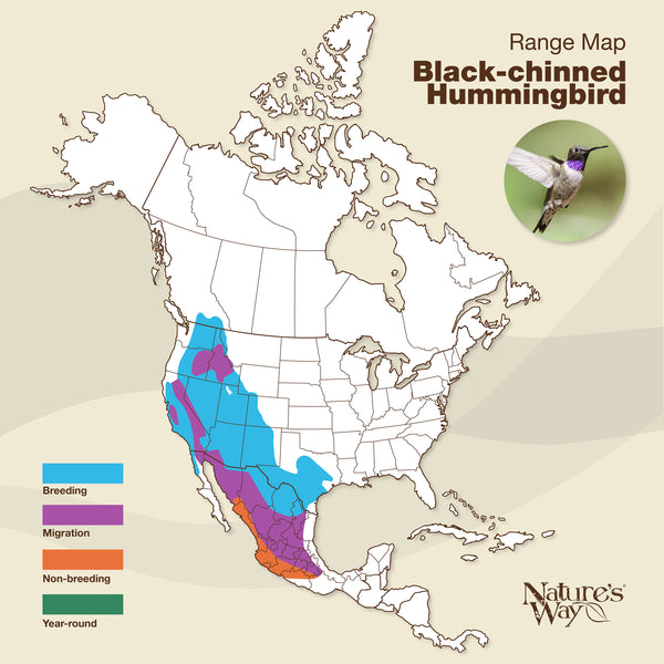 black-chinned hummingbird range map