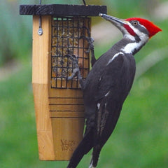 pileated woodpecker feeding from suet bird feeder