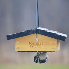 woodpecker feeding from upside down suet bird feeder