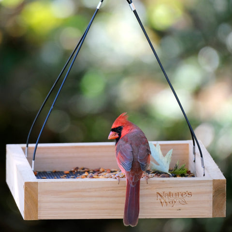 cardinal on platform feeder