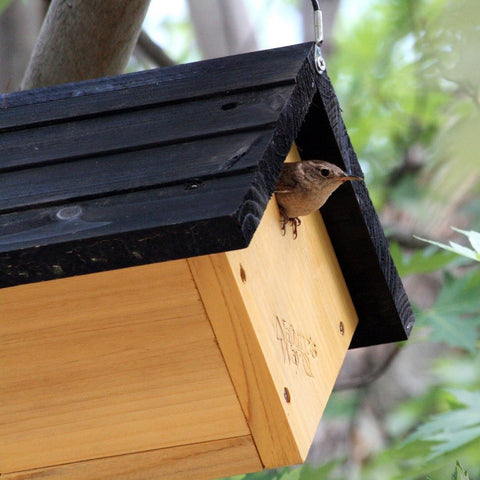 house wren in traditional hanging wren house cwh1
