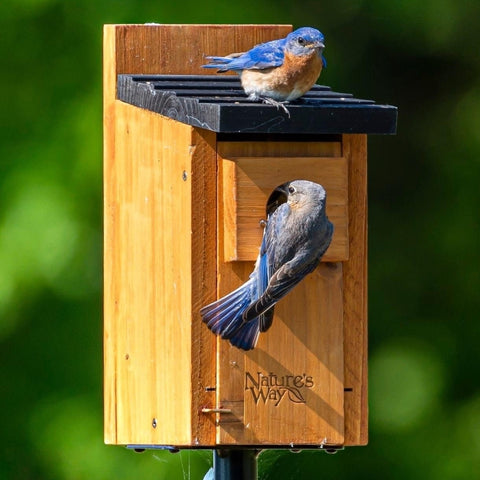 bluebirds using bluebird house