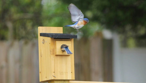 bluebirds on birdhouse