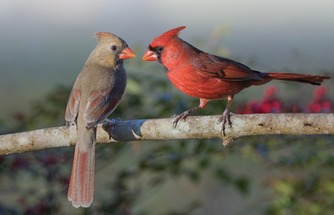 male and female cardinal birds