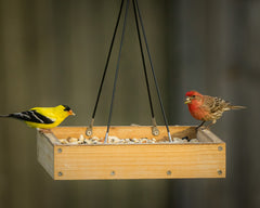 finches feeding from platform bird feeder