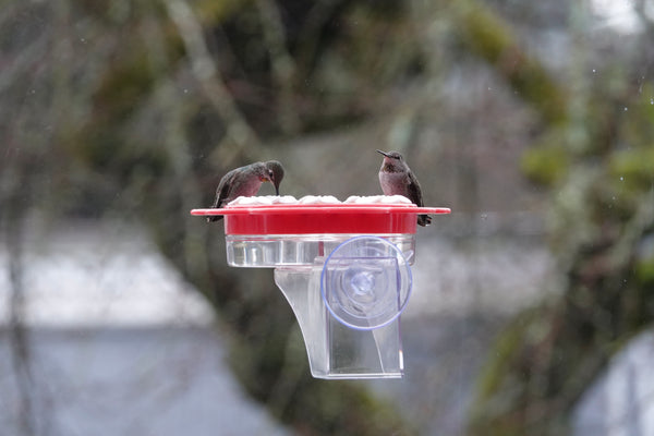 2-in-1 Plastic Dish Hummingbird Feeder