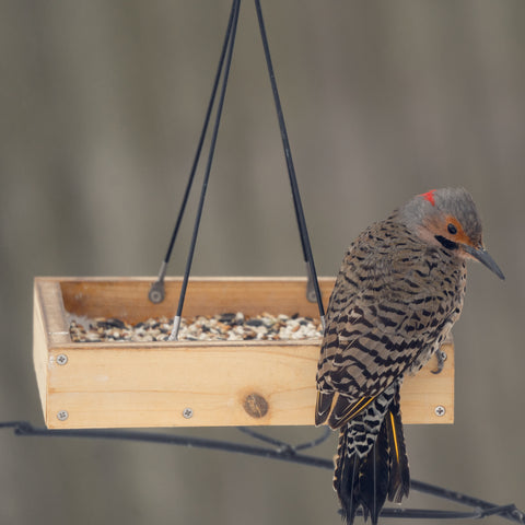male northern flicker on tray feeder