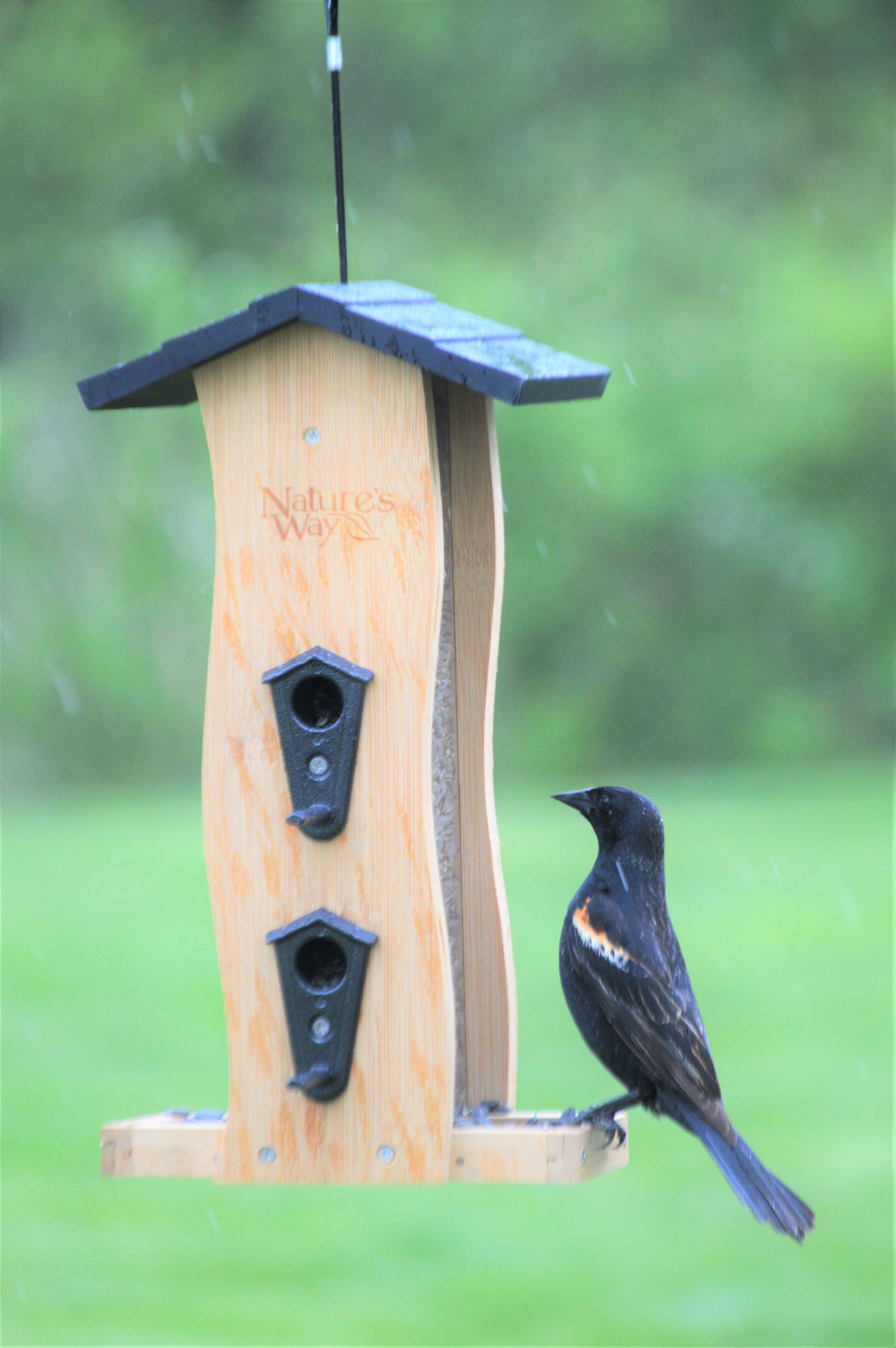 Bird Feature: Red-winged Blackbird –