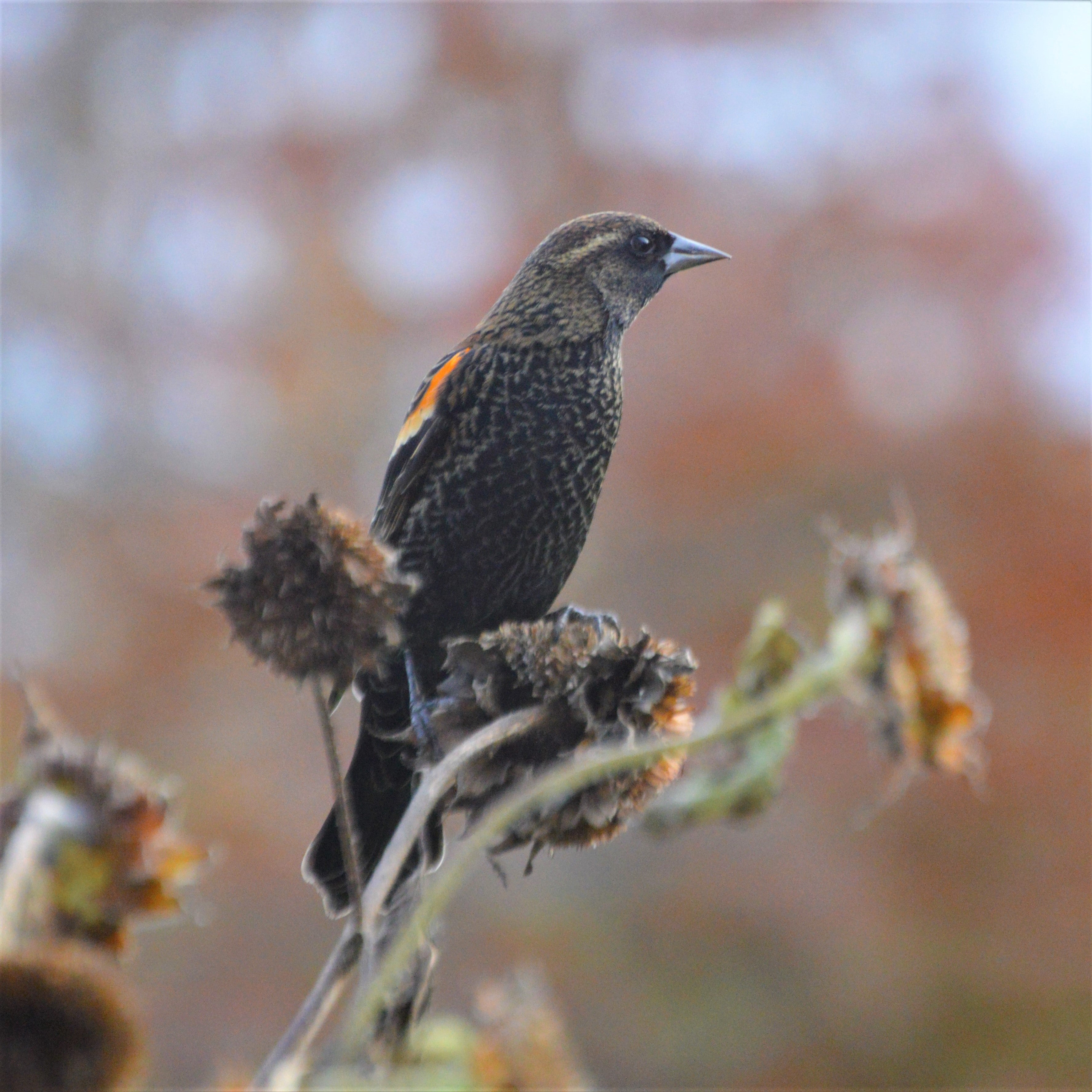 Backyard bird identification guide –