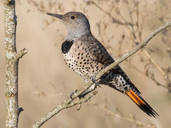 Female Red-shafted Flicker