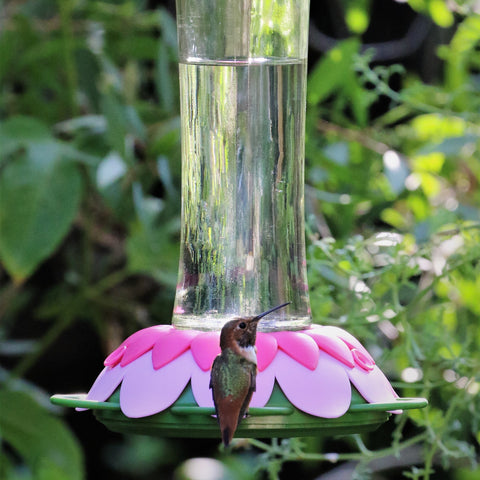  Common hummingbird feeder challenges and solutions