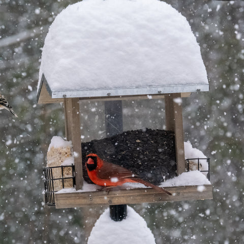 cardinal at bird feeder