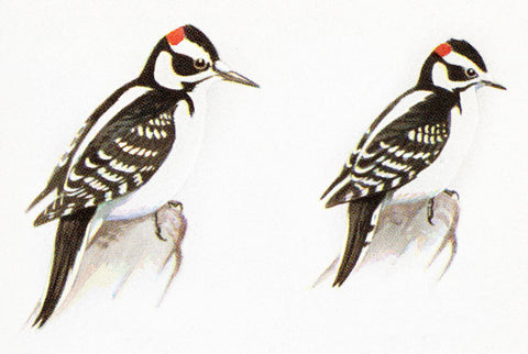 Hairy and Downy Woodpecker comparison image
