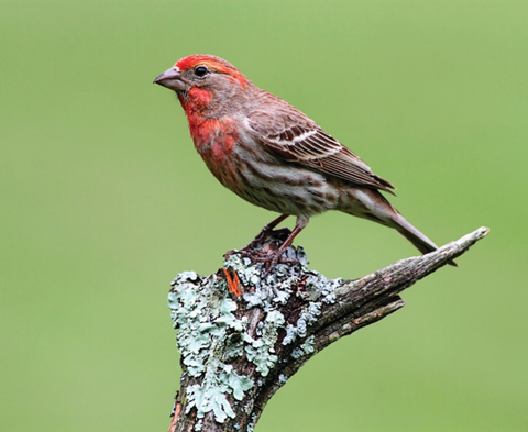 Bird Feature: House Finch – natureswaybirds.com