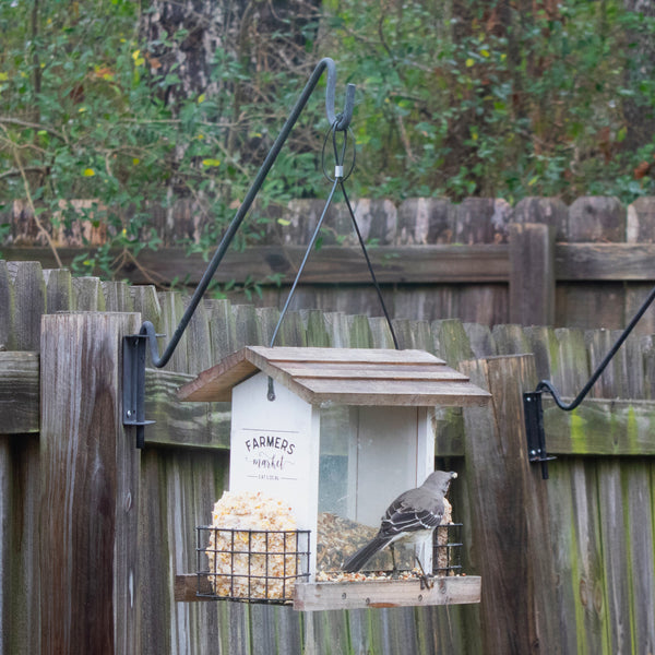mocking bird at bird feeder