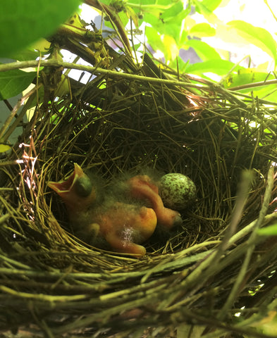 Northern Cardinal nest with hatchling