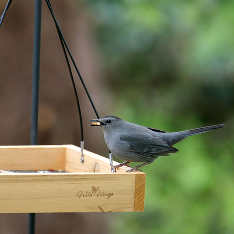 catbird at tray feeder