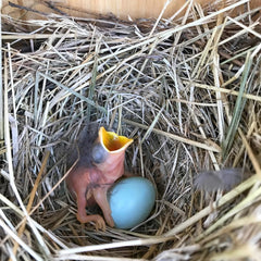 bluebird hatchling in nest