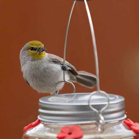 verdin at mason jar hummingbird feeder