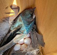 female tree swallow sitting on nest