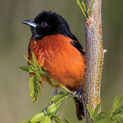 orchard oriole