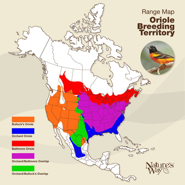 oriole range map
