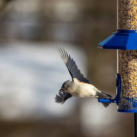 titmouse at bird feeder