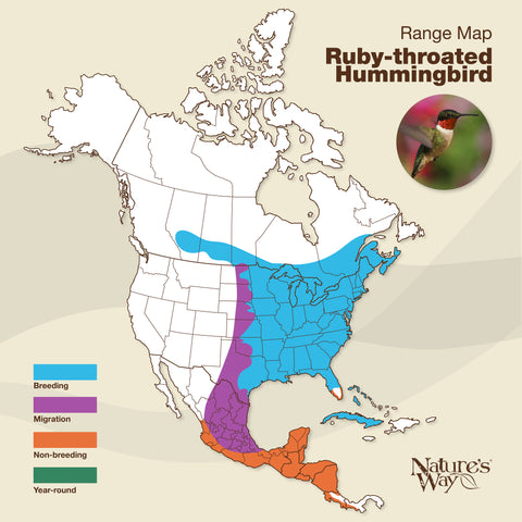 ruby-throated hummingbird range map
