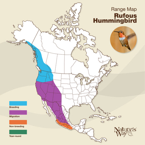 rufous hummingbird range map