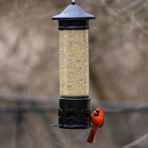 cardinal on squirrel proof tube feeder