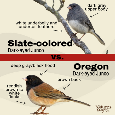 Slate-colored versus Oregon Junco