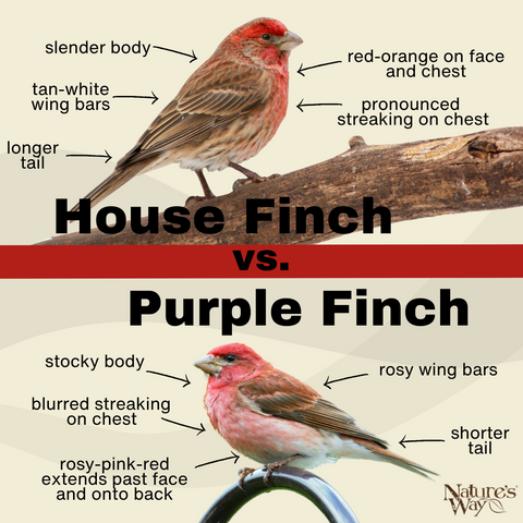house finch vs purple finch