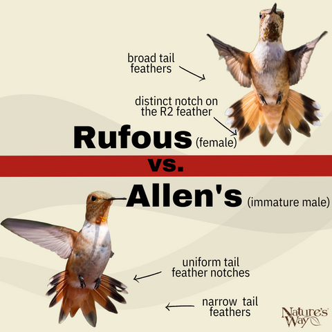 rufous vs allens hummingbird