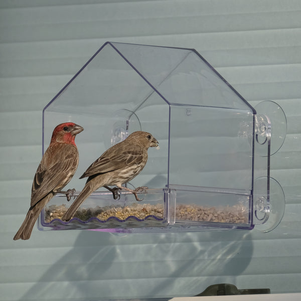 house finch pair feeding from window bird feeder