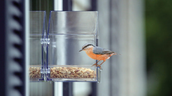 seed window feeder