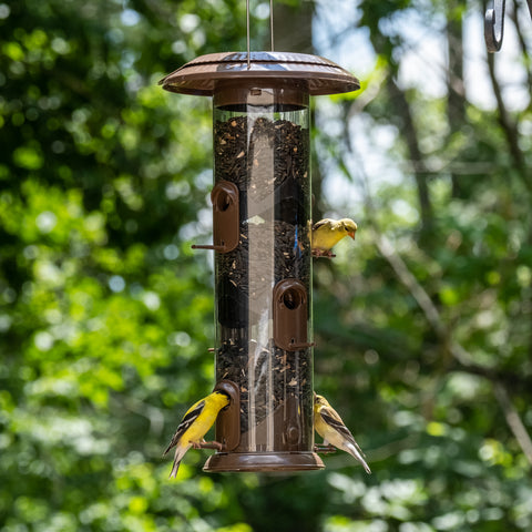 goldfinches on wide deluxe tube feeder