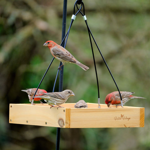 house finches on wild wings tray feeder