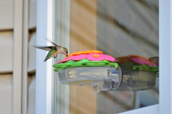 hummingbird window feeder