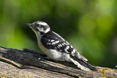 female downy woodpecker on a tree