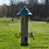 birds feeding from squirrel proof bird feeder