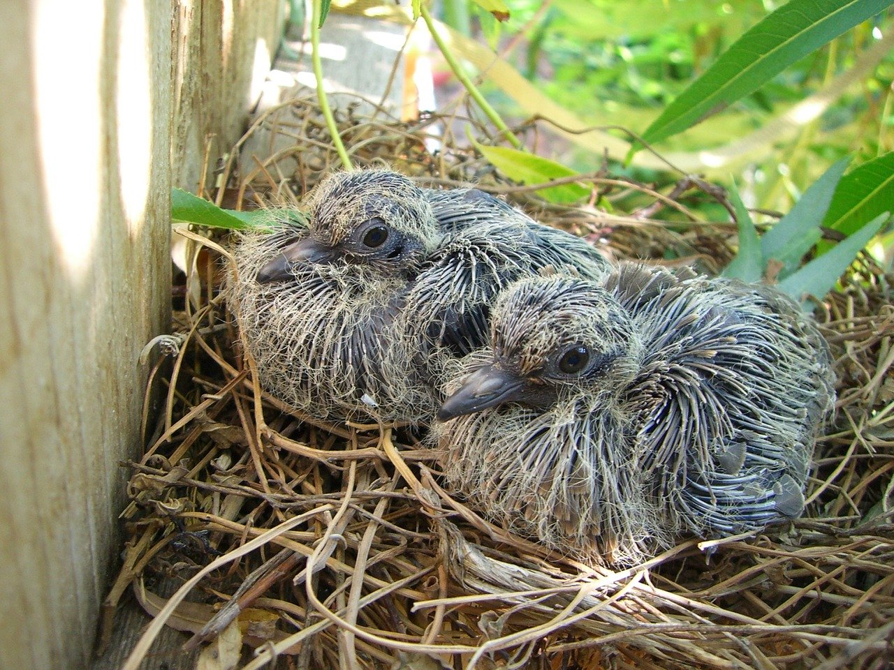 mourning dove eggs size