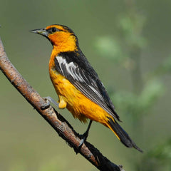 bullocks oriole